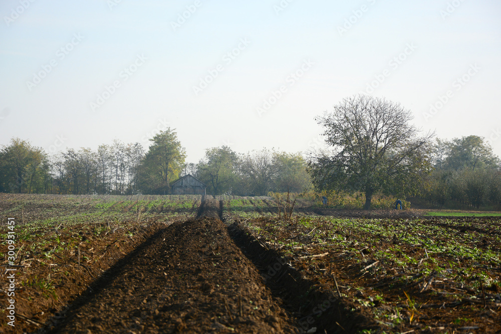 Obraz premium road in the forest