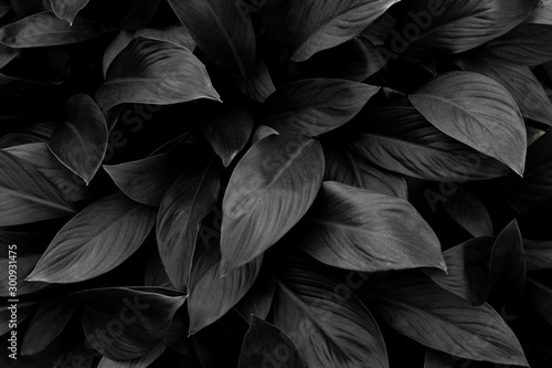 closeup tropical leaves nature in the garden and monochrome tone background concept #300931475