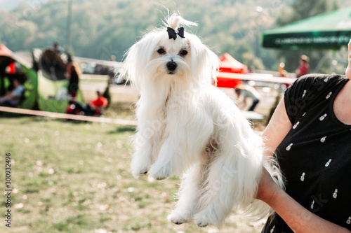 Owner holding cute, fluffy Maltese dog ready for dog show, exhibition photo