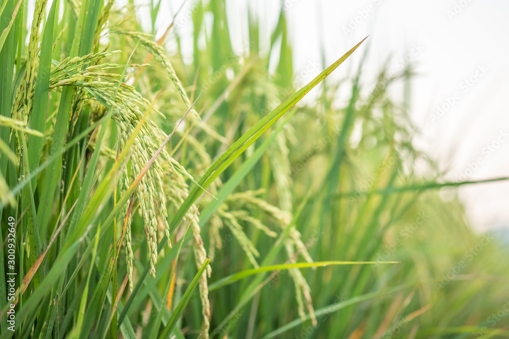 Rice in field conversion test at North Thailand,rice growth nature,Grain green color Rice in field conversion test at North Thailand,rice growth nature,Grain green color