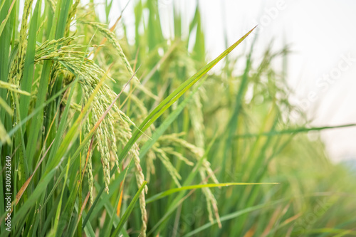 Rice in field conversion test at North Thailand,rice growth nature,Grain green color