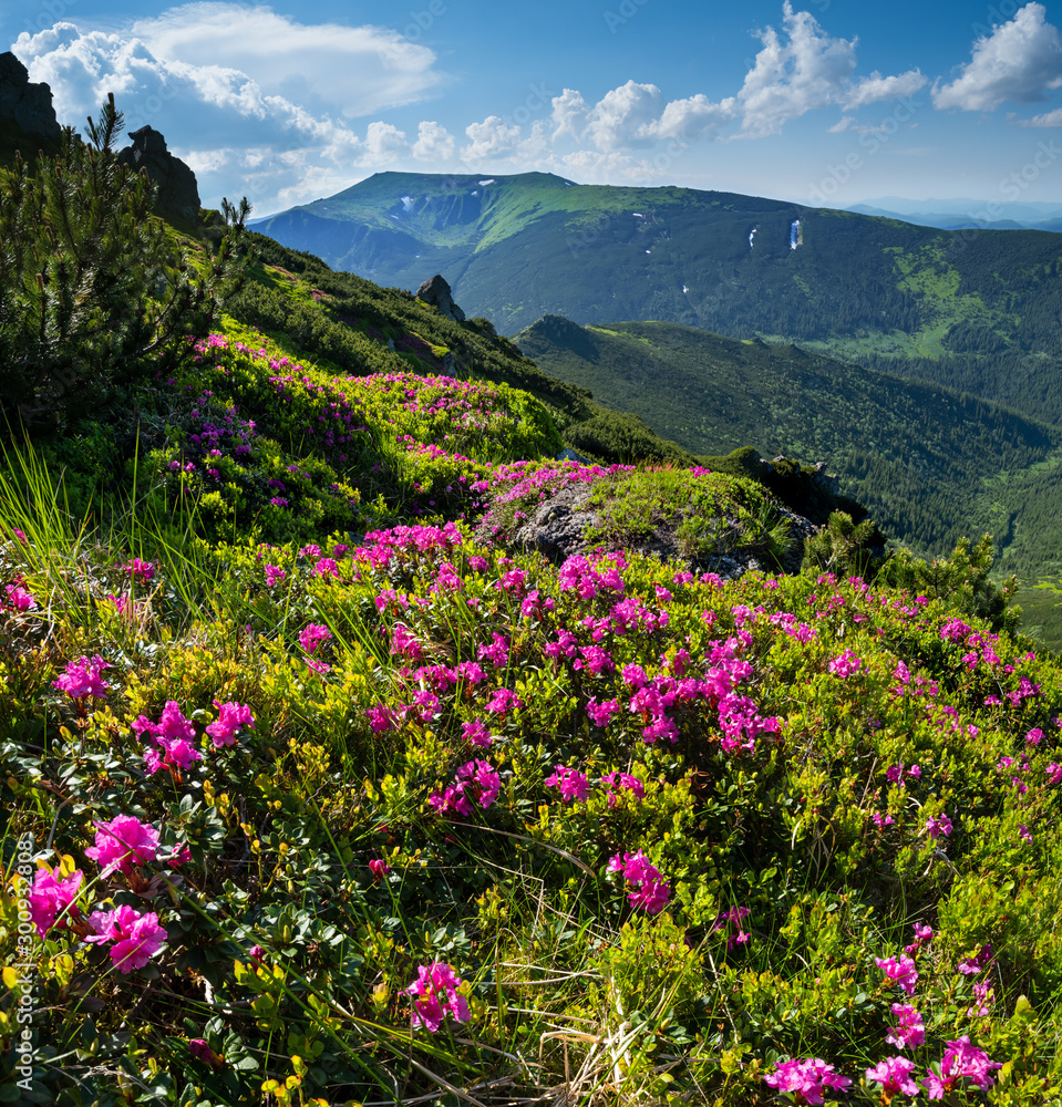 Obraz premium Pink rose rhododendron flowers on summer mountain slope