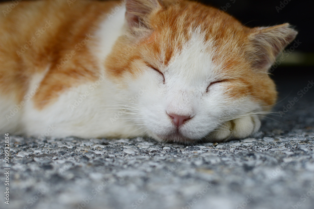 寝ている茶トラ模様の猫