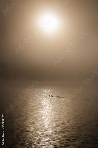 Pareja de patos nadando en la niebla