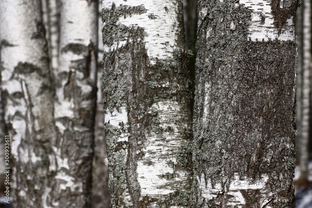 Birchwood in march. Fragments of white trunks of young trees.