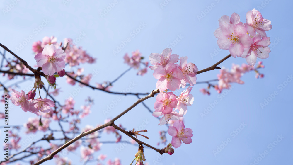 Beautiful sakura flower (cherry blossom) in spring with bokeh background. Sakura tree in the sunlight on the evening of February at Kawazu river Japan..