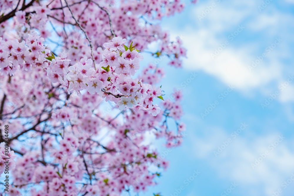 Beautiful Cherry Blossoms On Blue Sky
