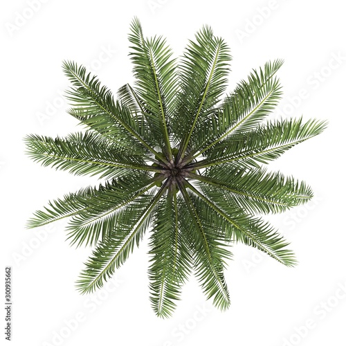 tree top view on white background