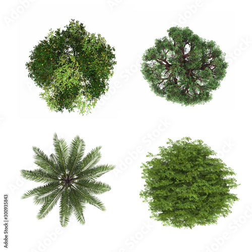 tree top view on white background