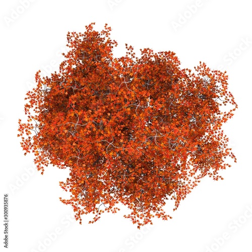 tree top view on white background