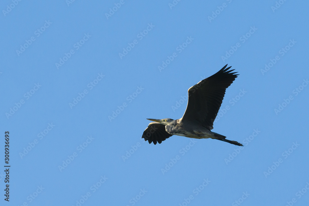 Grey heron Ardea cinerea flying in the blue sky. With its slow-flapping wings and its long legs held out behind it. Grey heron Ardea cinerea flying in the blue sky. With its slow-flapping wings and its long legs held out behind it.