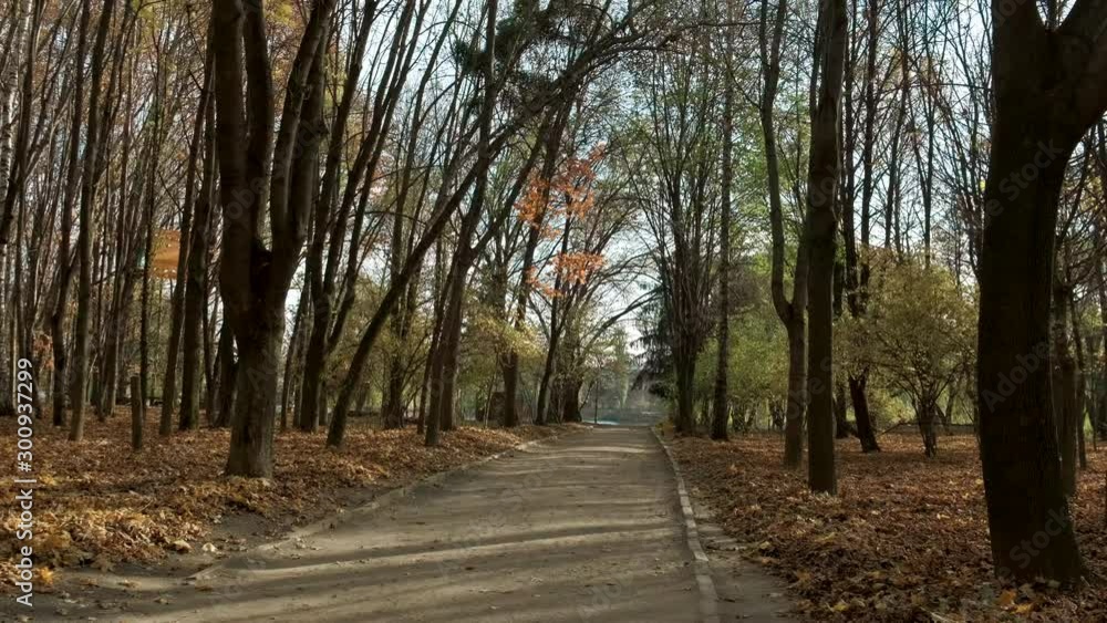 View of the autumn forest on a sunny day. View of the autumn forest on a sunny day.
