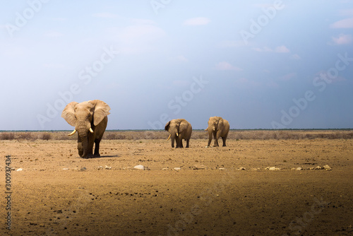 African elephants walk across the savannah of Etosha National Park, Namibia