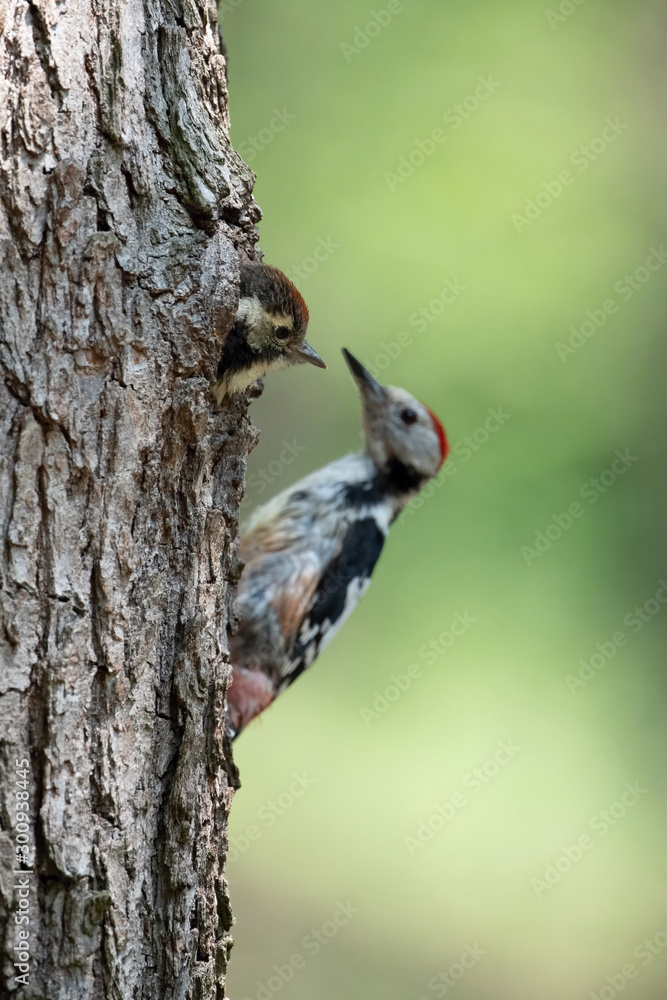 Dendrocopos medius, Middle spotted woodpecker, The bird is sitting next to the nesting cavity during the nesting season, some insects in the beak, Czech Republic Dendrocopos medius, Middle spotted woodpecker, The bird is sitting next to the nesting cavity during the nesting season, some insects in the beak, Czech Republic