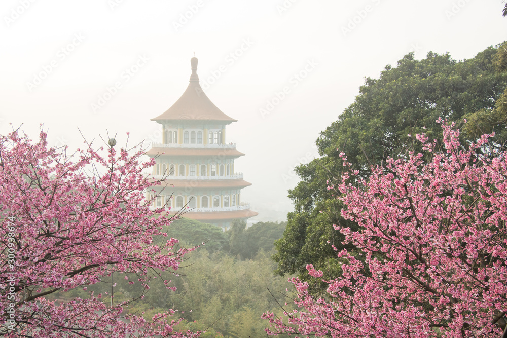 Tamsui Palace, Tamsui Town, New Taipei City-Feb 2,2019: Cherry Blossom of Tianyuan Palace in sunny day. Tamsui Palace, Tamsui Town, New Taipei City-Feb 2,2019: Cherry Blossom of Tianyuan Palace in sunny day.