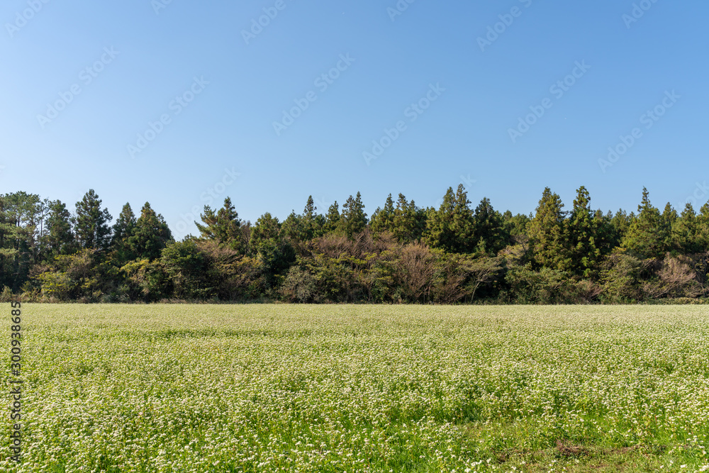  Buckwheat field and blue sky