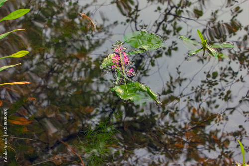 Texture of the water surface in the river with floating leaves and flowers.