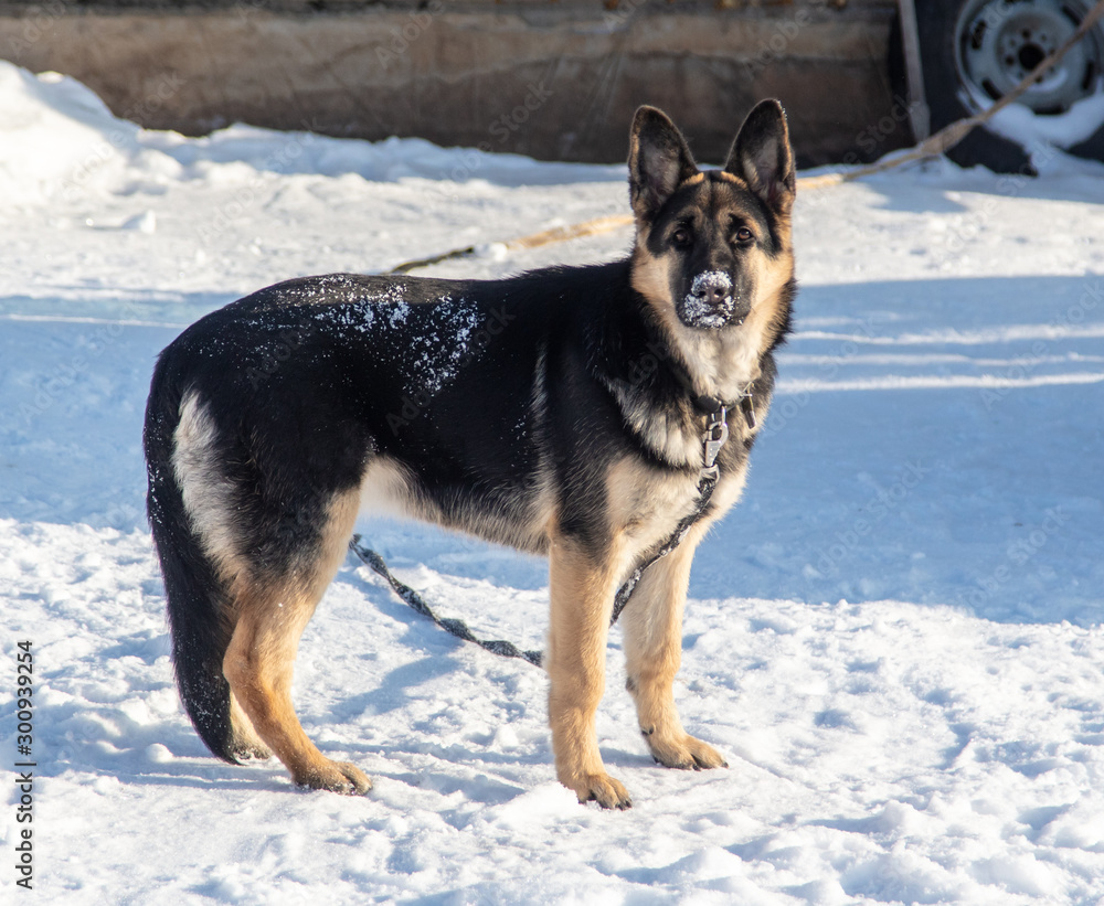 A dog walks in the snow