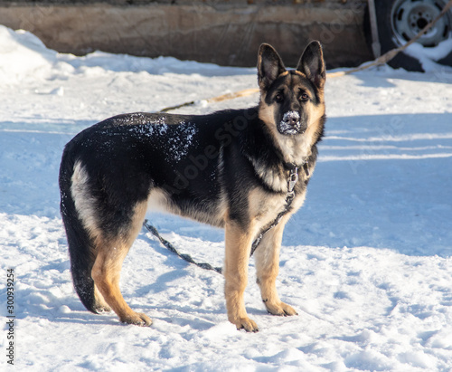 A dog walks in the snow © schankz