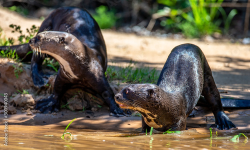 Two otters lie in the sand on the river bank. South America. Brazil. Pantanal National Park.