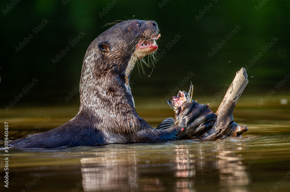 Fototapeta premium Wydra olbrzymia zjada ryby w wodzie. Zbliżenie. Brazylia. Park Narodowy Pantanal.