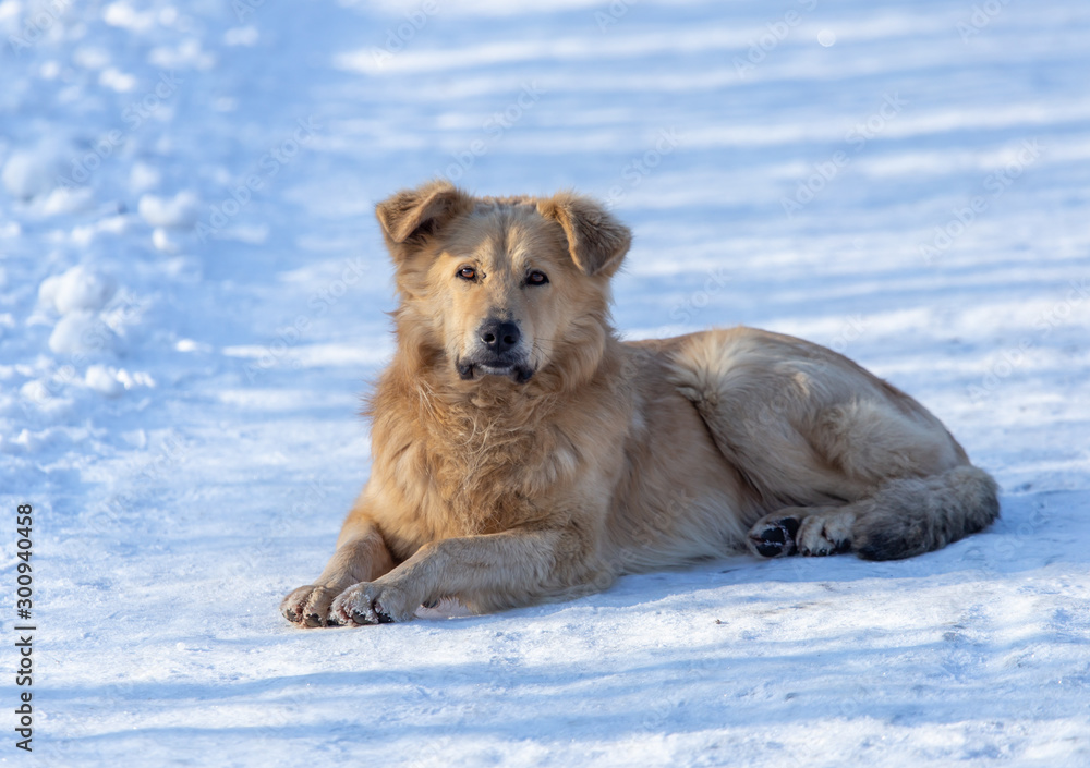A dog walks in the snow A dog walks in the snow