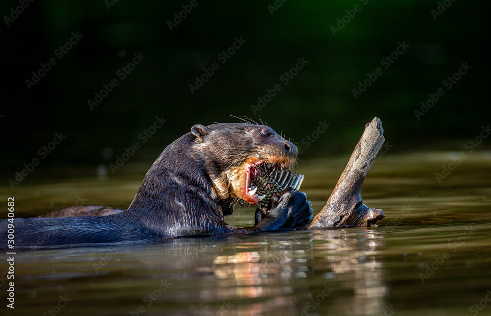 Obraz premium Giant otter eats fish in water. Close-up. Brazil. Pantanal National Park.