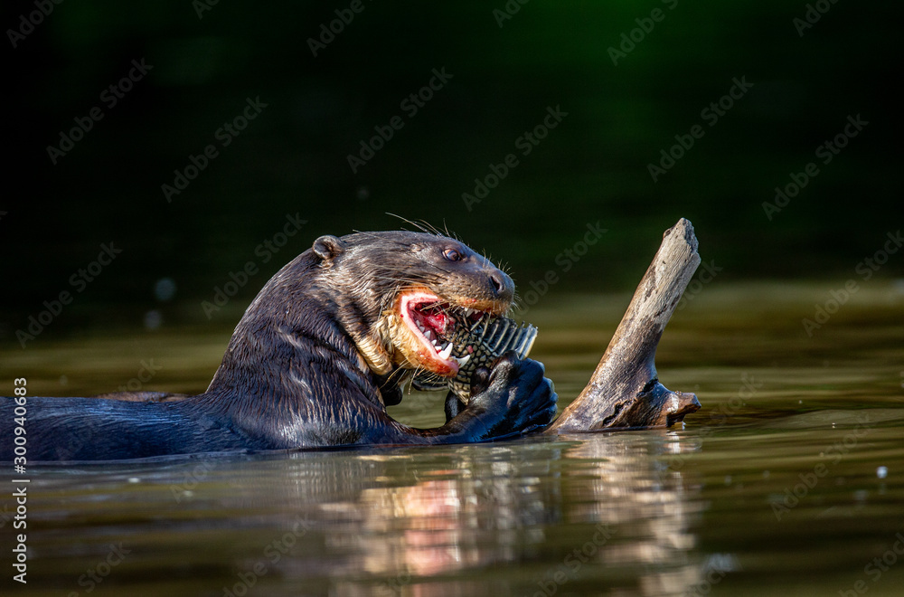 Fototapeta premium Giant otter eats fish in water. Close-up. Brazil. Pantanal National Park.