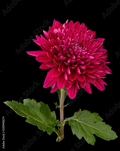 Fototapeta Naklejka Na Ścianę i Meble -  Red chrysanthemum flower, isolated on black background