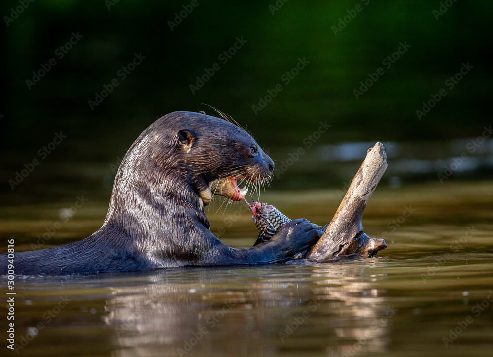Obraz premium Giant otter eats fish in water. Close-up. Brazil. Pantanal National Park.