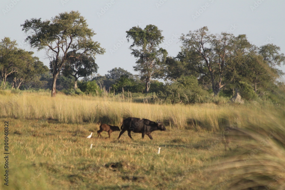 Fototapeta premium Troupeau de buffles