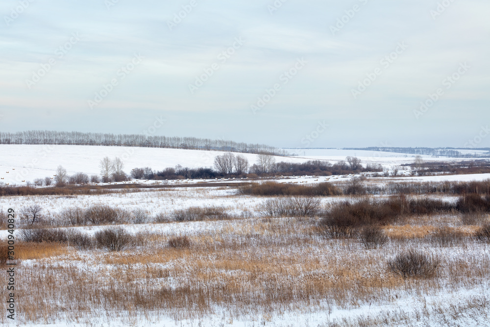 Winter landscape. Cold day.