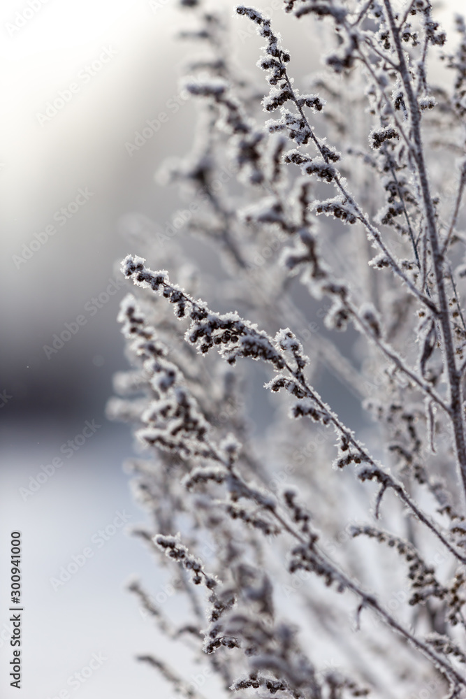 Frozen grass in the snow Frozen grass in the snow