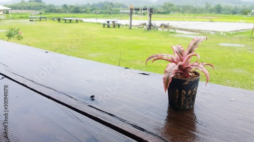 tiny tree pot on wooden table with green field background, raining season, home decoration