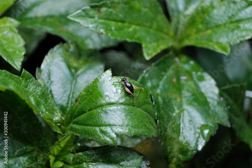 bug on leaf