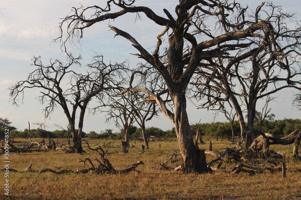 Fototapeta premium forêts d'arbres morts