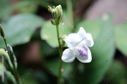 flowers in the garden