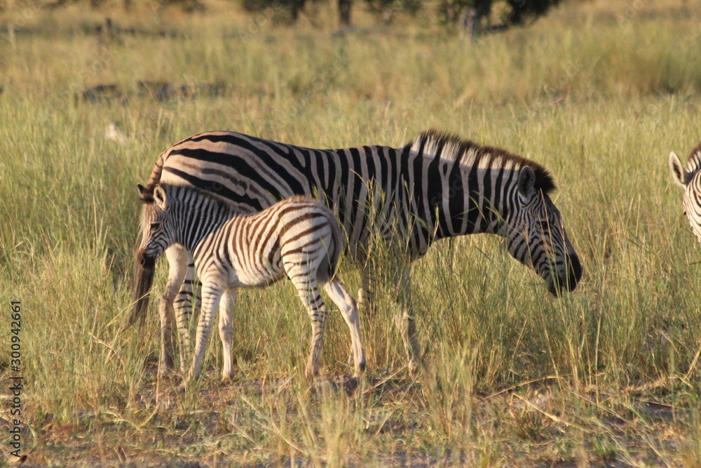 Fototapeta premium Zèbres
