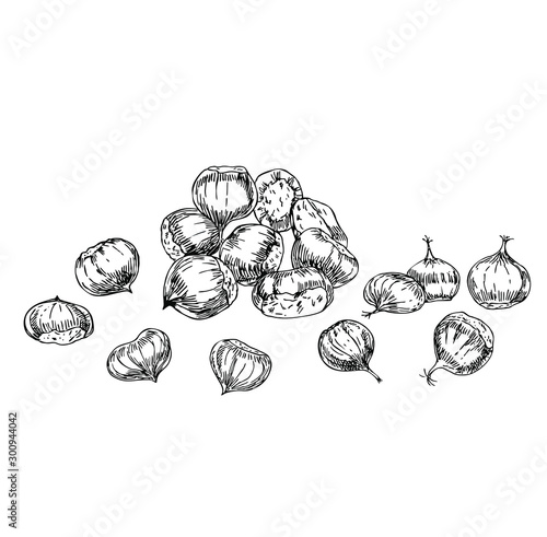 Chestnut set in line art style.