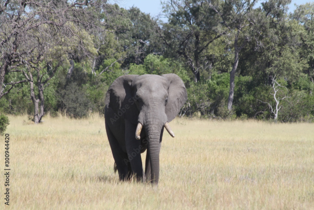 Fototapeta premium Eléphant dans la savane