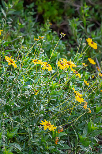 wild southern california sunflower bush with yellow blooms photo