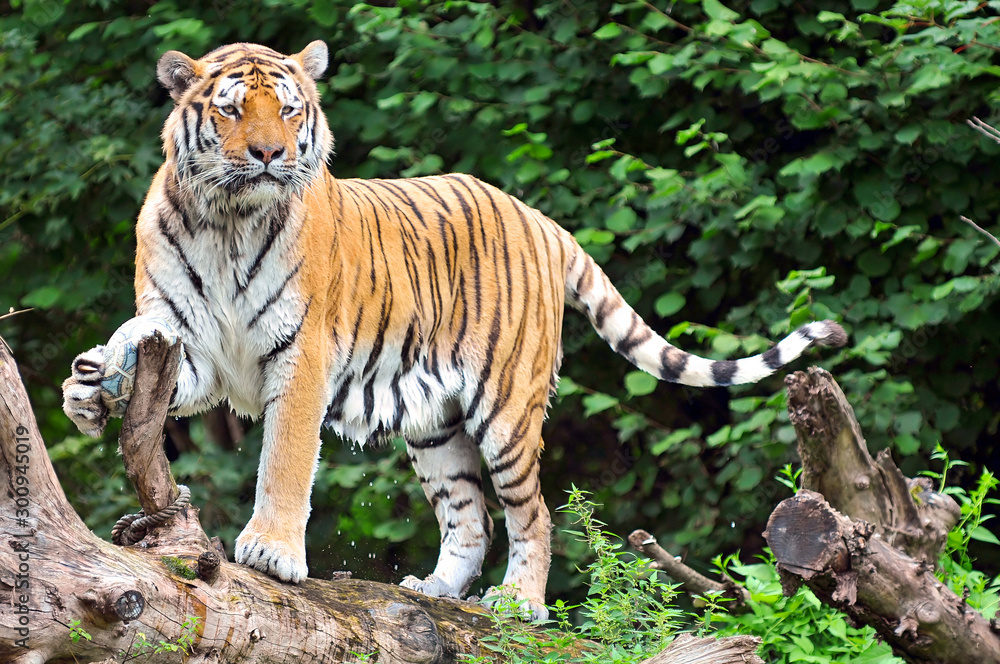Fototapeta premium Tiger