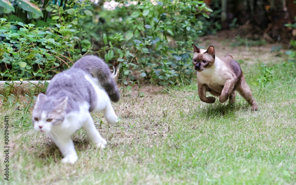 Two cats chasing each other on the lawn.Two kittens running in the garden with green grass.