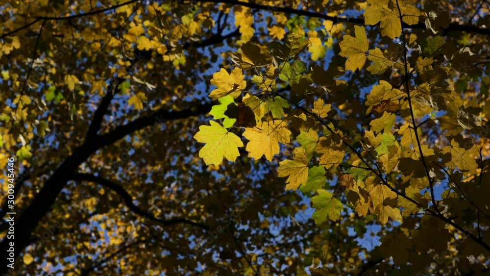Autumn Tree Scenery with Colorful Leafs and Trees in 4K. Outdoor Nature Autumn Fall Vibrant Golden Forest Autumn Tree Scenery with Colorful Leafs and Trees in 4K. Outdoor Nature Autumn Fall Vibrant Golden Forest