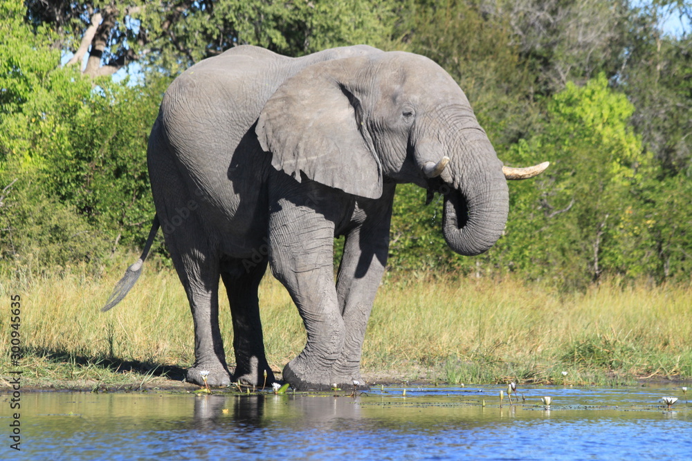 Fototapeta premium Eléphant près de l'eau