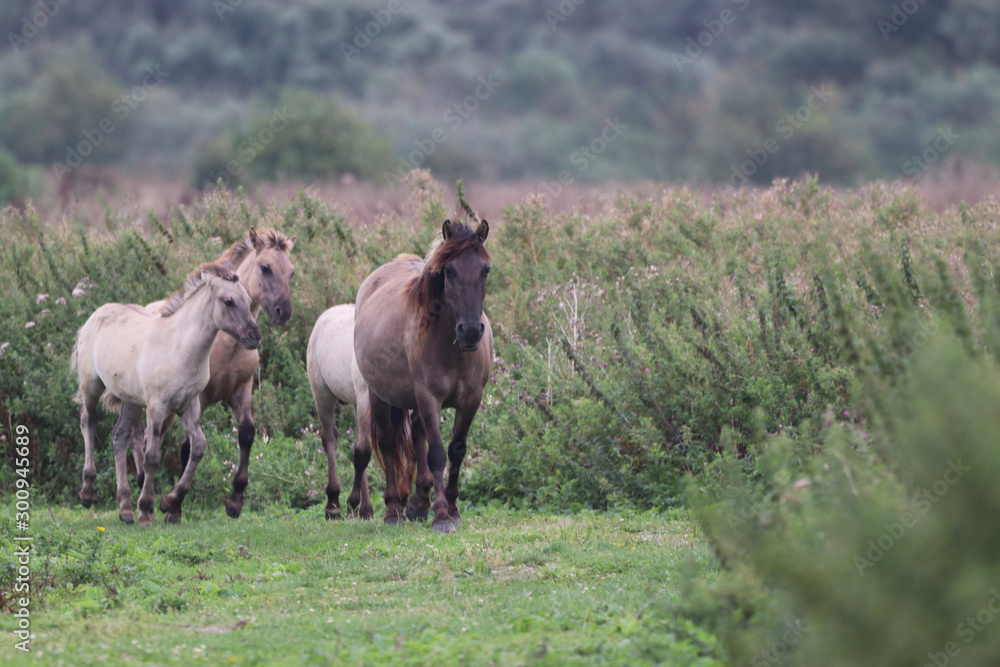 horses on a meadow horses on a meadow