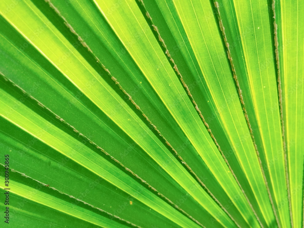 Full frame shot of green palm leaf background, close-up of palm leaf. Full frame shot of green palm leaf background, close-up of palm leaf.
