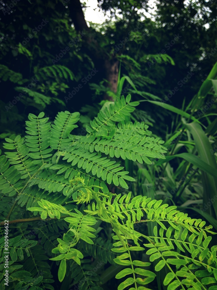 green leaves in the garden with dark shadows green leaves in the garden with dark shadows