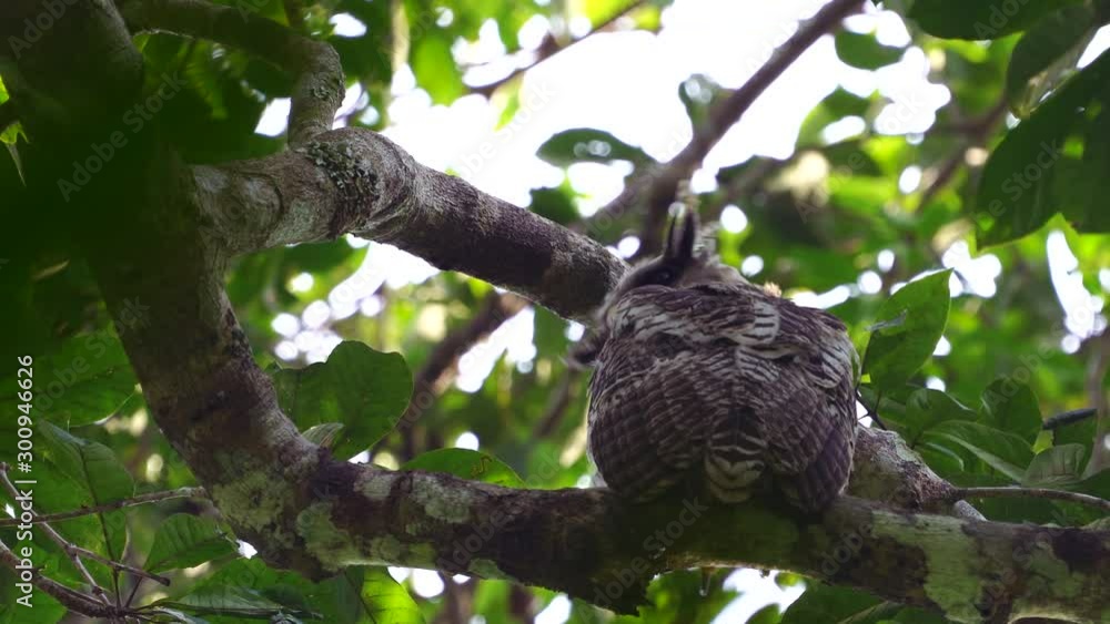 Baby owl (Collared scops owl), perched on a branch and mother calling, when hungry (using sound editing techniques). Baby owl (Collared scops owl), perched on a branch and mother calling, when hungry (using sound editing techniques).
