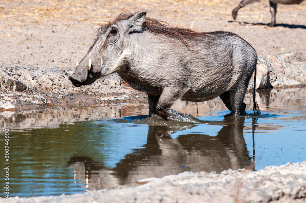 Wild Warthog, at watering hole, up close, Wild Warthog, at watering hole, up close,